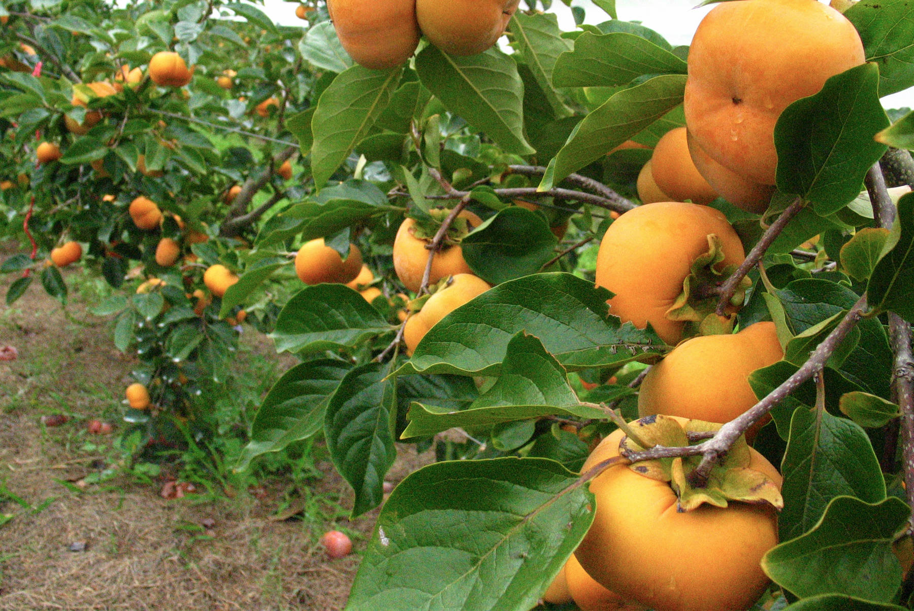 Persimmons Australia P... Fuyu Persimmons