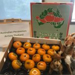 Australian Persimmons to Thailand under new protocol